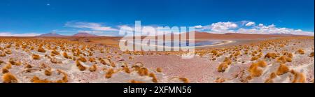 Hohe Altiplano salt lake mit tussock Gras genannt Paja brava (Festuca orthophylla). Bolivien. Dezember 2016. Stockfoto