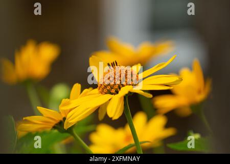 Hummel sammelt Pollen auf einer hellgelben großen Blume, Sommerstimmung, helle Farben, Webbanner Stockfoto