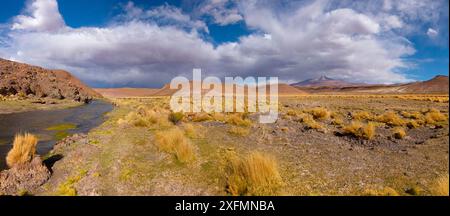 Hohe Altiplano Fluss mit tussock Gras genannt Paja brava (Festuca orthophylla). Bolivien. Dezember 2016. Stockfoto