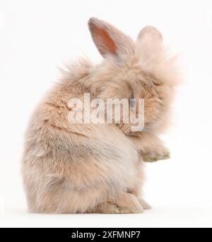 Junge Kaninchen Pflege über die Schulter. Stockfoto