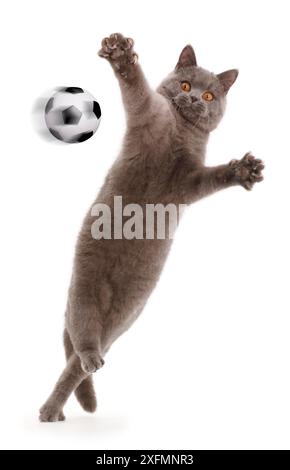 Blaue Britisch Kurzhaar Katze springen und spielen mit ausgestreckten Armen. Das zusammengesetzte Bild mit digitalen Fußball Art. Stockfoto
