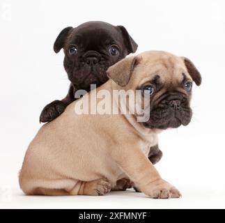 Französische Bulldogge Welpen, Alter 5 Wochen. Stockfoto
