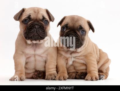 Französische Bulldogge Welpen, Alter 5 Wochen. Stockfoto