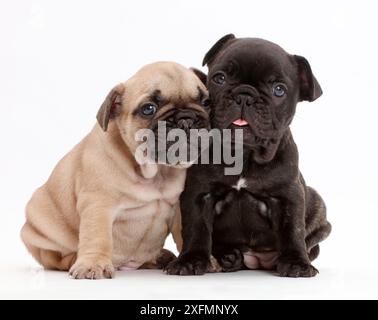 Französische Bulldogge Welpen, Alter 5 Wochen. Stockfoto