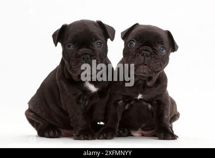Französische Bulldogge Welpen, Alter 5 Wochen. Stockfoto