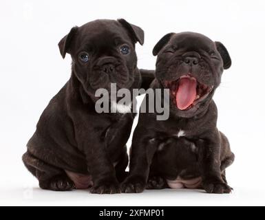 Französische Bulldogge Welpen, Alter 5 Wochen, ein Gähnen. Stockfoto