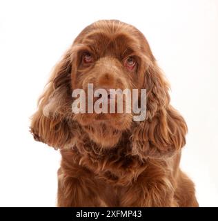 Sussex Spaniel Portrait - Übersicht Gesundheit Ausgabe Ektropium des Auges. Stockfoto