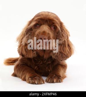 Sussex Spaniel Portrait - Übersicht Gesundheit Ausgabe Ektropium des Auges. Stockfoto