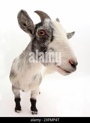 Zwergziege, Nahporträt. Stockfoto