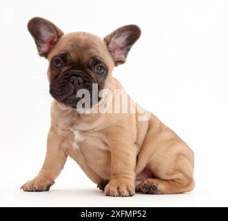 Französischer Bulldog-Welpe, Alter 7 Wochen. Stockfoto