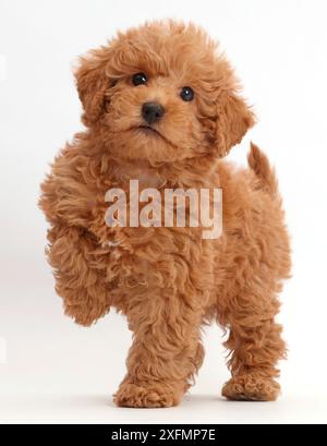 Red Toy labradoodle Welpen mit Paw angehoben. Stockfoto