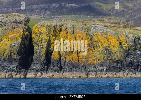 Flechtenzone mit Ölteerflechte, Verrucaria maura (schwarze Zone), Caloplaca sp. Und Xanthoria sp. (Gelbe Zone) Mull, Schottland Stockfoto