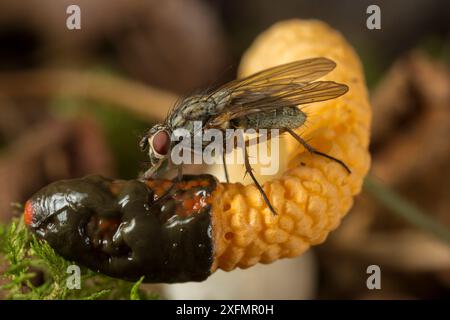 Stinkhornpilz des Hundes (Mutinus caninus) mit Sporenfütterung der Fliegen. Gait Barrows, Lancashire, Großbritannien. Oktober. Stockfoto