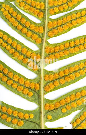 Häufig Polypody-Farn (Polypodium vulgare) unter der Stirnseite mit reifer Sporangie (Sporenkapseln). Monmouthshire, Wales, Vereinigtes Königreich, Dezember. Stockfoto