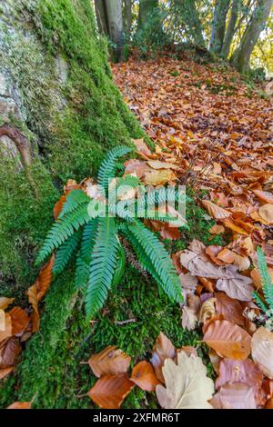 Harter Farn (Blechnum spicant) unfruchtbare Fronden, in Buchenholz, Herbst. Wye Valley, Monmouthshire, Großbritannien, November. Stockfoto