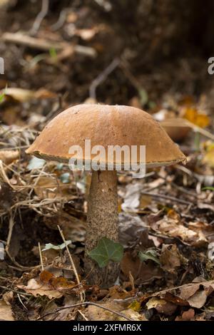 Veloursleder Bolete (Boletus subtomentosus) Gait Barrows, Lancashire, Großbritannien. Oktober. Stockfoto