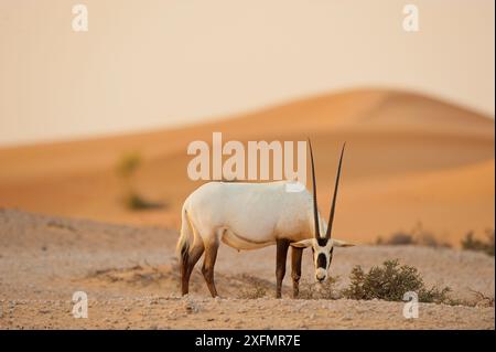 Arabische Oryx (Oryx leucoryx) in Dubai, VAE, November. Stockfoto