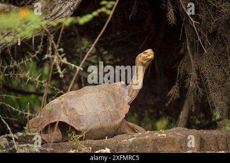 Espanola Giant Schildkröte (Geochelone hoodensis), die zuvor auf Espanola Island ausgestorben war, wird vom Zuchtzentrum der Charles Darwin Research Station in Santa Cruz, Galapagos Islands, wiedereingeführt. Stockfoto