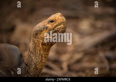 Espanola Giant Schildkröte (Geochelone hoodensis), die zuvor auf Espanola Island ausgestorben war, wird vom Zuchtzentrum der Charles Darwin Research Station in Santa Cruz, Galapagos Islands, wiedereingeführt. Stockfoto