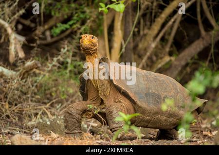 Espanola Riesenschildkröte (Geochelone hoodensis) mit sattelförmiger Schale, die zuvor auf Espanola Island ausgestorben war, wird dort vom Zuchtzentrum der Charles Darwin Research Station in Santa Cruz, Galapagos Islands, wieder eingeführt. Stockfoto