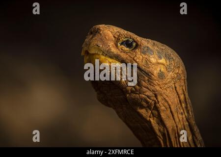 Espanola Giant Schildkröte (Geochelone hoodensis), die zuvor auf Espanola Island ausgestorben war, wird vom Zuchtzentrum der Charles Darwin Research Station in Santa Cruz, Galapagos Islands, wiedereingeführt. Stockfoto