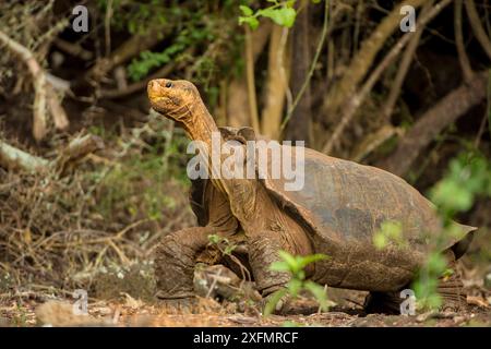 Espanola Giant Schildkröte (Geochelone hoodensis) mit sattelförmiger Schale, die zuvor auf Espanola Island ausgestorben war, wird vom Zuchtzentrum der Charles Darwin Research Station in Santa Cruz auf den Galapagos-Inseln wieder eingeführt. Stockfoto