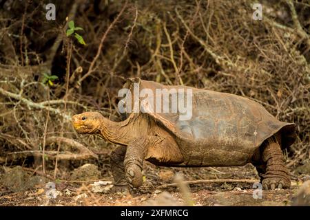 Espanola Giant Schildkröte (Geochelone hoodensis) mit sattelförmiger Schale, die zuvor auf Espanola Island ausgestorben war, wird vom Zuchtzentrum der Charles Darwin Research Station in Santa Cruz auf den Galapagos-Inseln wieder eingeführt. Stockfoto