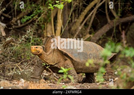 Espanola-Riesenschildkröte (Geochelone hoodensis) mit sattelförmiger Schale. Sie sind auf Espanola Island ausgestorben und werden nun von der Charles Darwin Research Station and Breeding Center in Santa Cruz, Galapagos Islands, Ecuador, wieder eingeführt Stockfoto