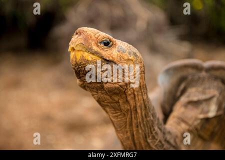 Espanola-Riesenschildkröte (Geochelone hoodensis). Sie sind auf Espanola Island ausgestorben und werden nun von der Charles Darwin Research Station and Breeding Center in Santa Cruz, Galapagos Islands, wieder eingeführt Stockfoto