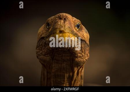 Espanola-Riesenschildkröte (Geochelone hoodensis). Sie sind auf Espanola Island ausgestorben und werden nun von der Charles Darwin Research Station and Breeding Center in Santa Cruz, Galapagos Islands, Ecuador, wieder eingeführt Stockfoto