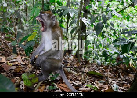 Langschwanzmakaken (Macaca fascicularis), sitzend auf dem Waldboden, Gunung Leuser Nationalpark, UNESCO-Weltkulturerbe, November. Stockfoto