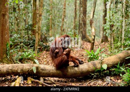 Bornean Orang-Utan (Pongo pygmaeus wurmbii), weibliches Kleinkind, sitzend auf einem Baumstamm auf dem Waldboden, Tanjung Puting Nationalpark, Borneo, Central Kalimantan, Indonesien, Oktober. Stockfoto