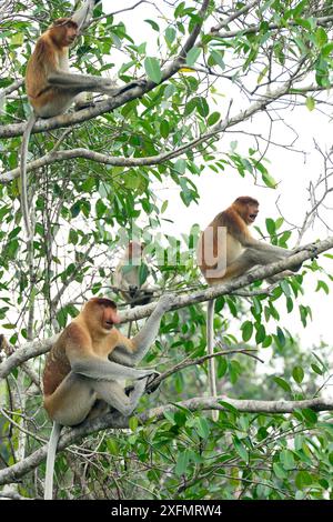 Nasalis larvatus (Nasalis larvatus), männlich und weiblich, die auf einem Baum sitzen, Tanjung Puting Nationalpark, Borneo-Kalimatan, Indonesien. Oktober. Stockfoto