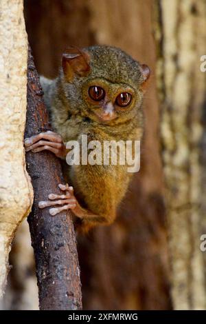 Spektraltarsier (Tarsius tarsier), endemisch in Sulawesi, Tangkoko Nationalpark, Sulawesi, Indonesien, Oktober. Stockfoto