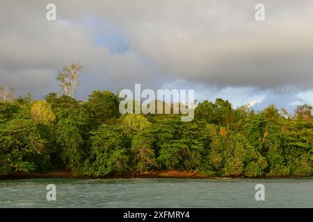 Wald bei Sonnenaufgang an der Küste von Tagngkoko Nationalpark, Sulawesi, Indonesien, Oktober 2015. Stockfoto