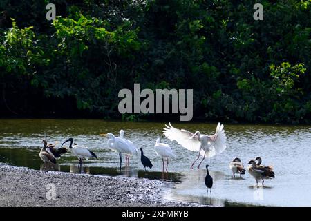 Afrikanischer Löffelschnabel (Platalea alba), Riesenreiher (Ardea alba), Zigeunengänse (Alopochen aegyptiacus), Schwarze Reiher (Egretta ardesiaca) und Heiliger Ibis (Threskiornis aethiopicus), Orango Nationalpark, Bijagos UNESCO Biosphärenreservat, Guinea Bissau. Stockfoto