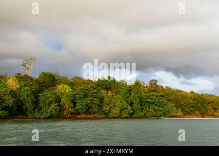 Wald bei Sonnenaufgang an der Küste von Tagngkoko Nationalpark, Sulawesi, Indonesien, Oktober 2015. Stockfoto