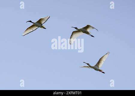 Ein heiliger Ibis (Threskiornis aethiopica) und zwei afrikanische Löffelschnabel (Platalea alba) fliegen, Orango Nationalpark, Bijagos UNESCO Biosphärenreservat, Guinea Bissau. Stockfoto