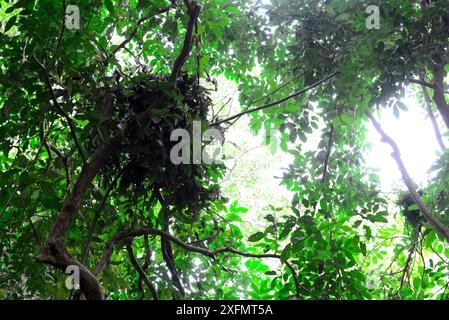 Schimpansennest (Pan troglodytes verus), Naturpark Lagoas de Cufada / Lagunen des Naturparks Cufada, Guinea-Bissau. Stockfoto