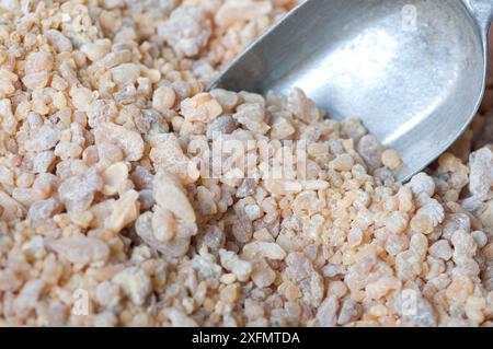 Arabische Halbinsel, Sultanat von Oman, Boswellia Sacra, Weihrauch-Harz Stockfoto