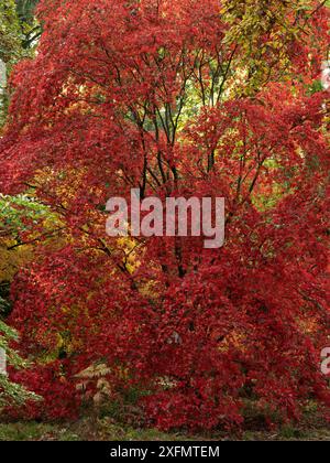 Üppige Herbstwälder in der Nähe von Leominster, Herefordshire, Großbritannien Stockfoto