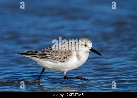 Sanderling (Calidris alba) im nicht-Brutgefieder, der am Rande der Brandung entlang läuft, Nordseeküste im Winter, Belgien, Januar. Stockfoto