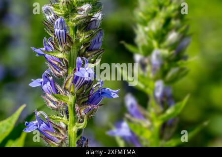 Große blaue Lobelie (Lobelia siphilitica) in Blüte, heimisch in Ost- und Mittelkanada und den Vereinigten Staaten, Juli. Stockfoto