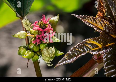 Weibliche Blüten der Rizinuspflanze (Ricinus communis) aus dem südöstlichen Mittelmeerbecken, Ostafrika und Indien, Juli. Stockfoto