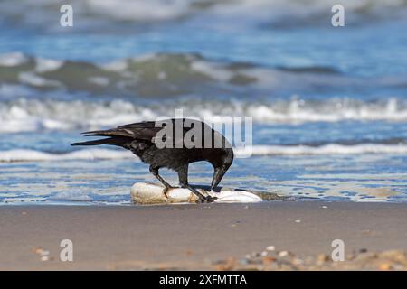 Carrion-Krähe (Corvus Corone) fressen toten europäischen Seeaal (Conger conger), der im November an den Strand entlang der Nordseeküste in Belgien gespült wurde. Stockfoto