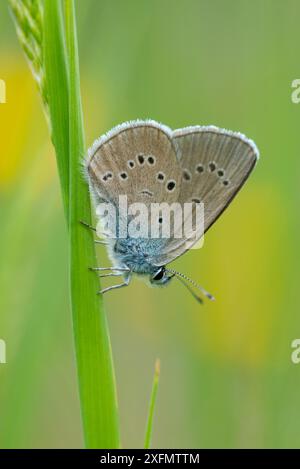 Mazarinblauer Schmetterling (Cyaniris semiargus) Aostatal, Gran Paradiso Nationalpark, Italien. Stockfoto