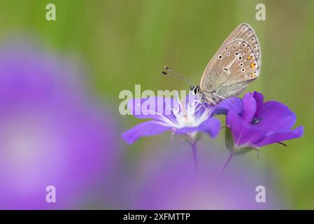 Geranium argus Schmetterling (Eumedonia eumedon) Aostatal, Gran Paradiso Nationalpark, Italien. Stockfoto
