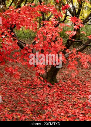 Üppige Herbstwälder in der Nähe von Leominster, Herefordshire, Großbritannien Stockfoto