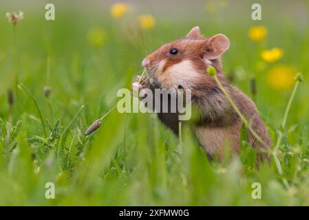 Europäischer Hamster (Cricetus cricetus) Wien, Österreich. Stockfoto