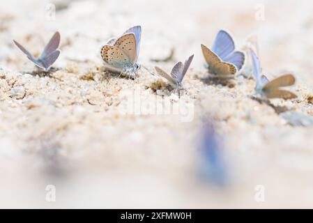 Mazarinblaue Schmetterlinge (Cyaniris semiargus) und andere Blaue Schmetterlinge (Lycaenidae) trinken am mineralreichen Bachufer, Aostatal, Gran Paradiso Nationalpark, Italien. Stockfoto